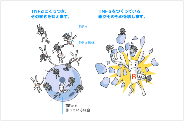 （図）抗TNFα抗体とその作用