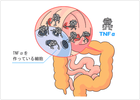 （図）腸管に作用するTNFα