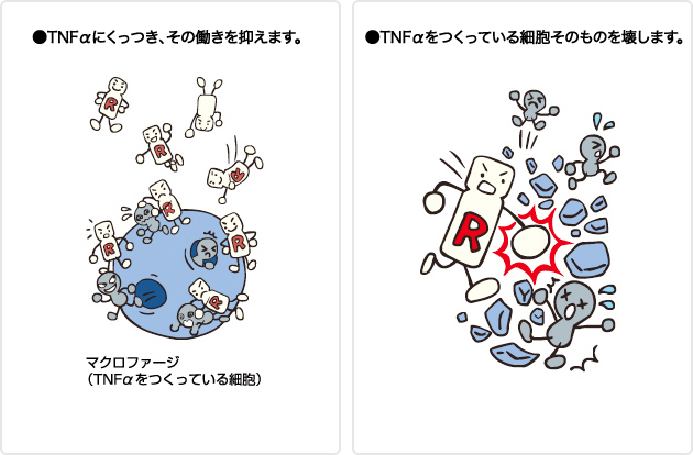 （図）抗TNFα抗体とその作用